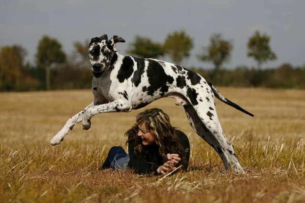Jovem Com Cão Parque — Fotografia de Stock