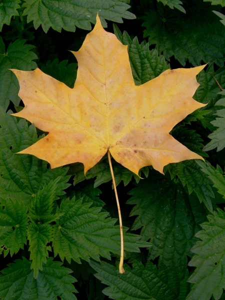 Hojas Árbol Follaje Hoja — Foto de Stock