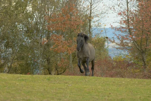 Schattig Paard Wilde Natuur — Stockfoto