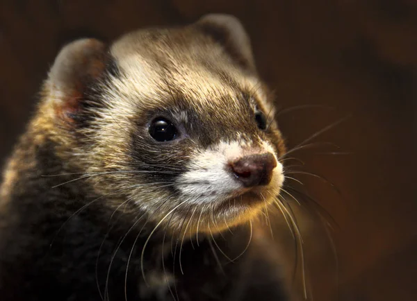 Musang Menggemaskan Hewan Pengerat — Stok Foto