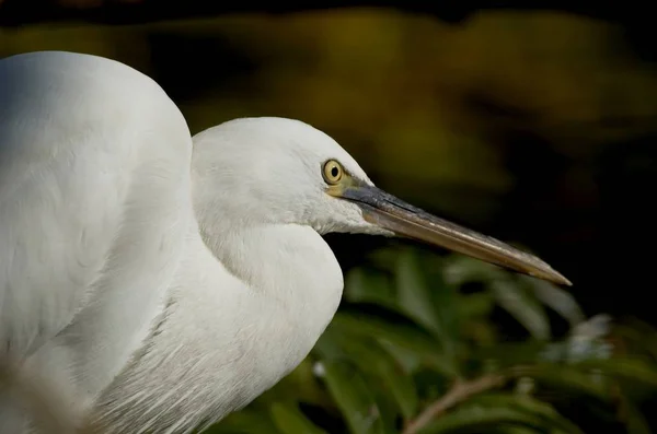 Γραφική Θέα Των Πουλιών Egrets Στη Φύση — Φωτογραφία Αρχείου