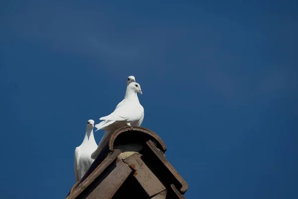 Aussichtsreiche Aussicht Auf Schöne Vögel Der Natur — Stockfoto
