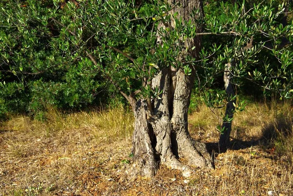 Natur Flora Och Olivträd — Stockfoto