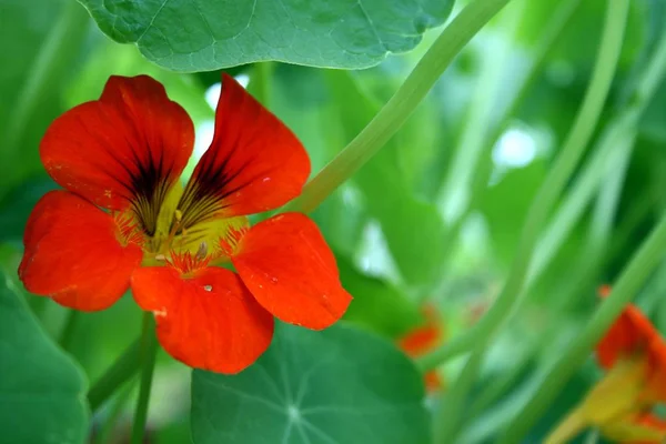 Krásný Botanický Záběr Přírodní Tapety — Stock fotografie