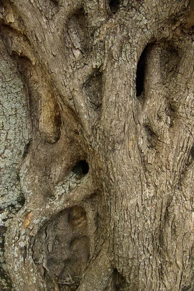 Ulivo Flora Naturale — Foto Stock