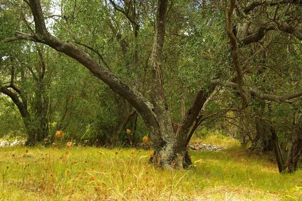 Pohon Zaitun Flora Alam — Stok Foto