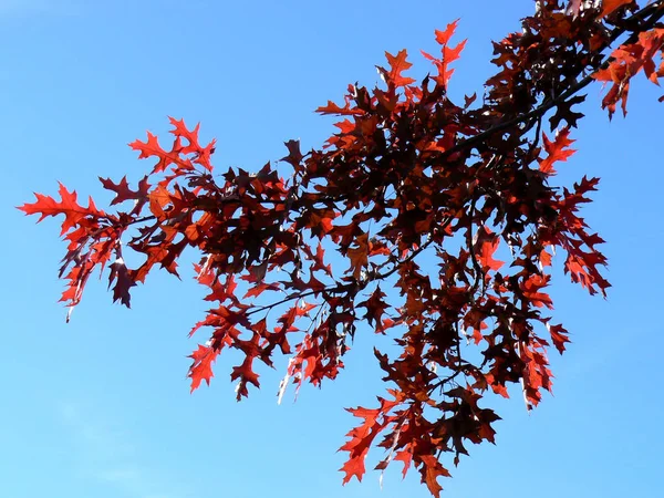 Feuilles Automne Sur Fond Ciel — Photo