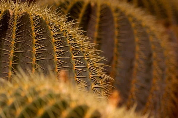 Cacto Deserto — Fotografia de Stock