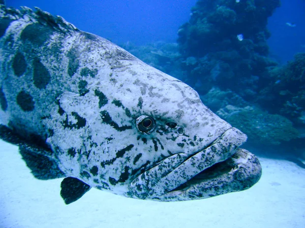 Zackenbarsch Great Barrier Reef — Foto Stock