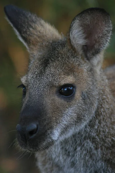 Jonge Kangoeroe Australië — Stockfoto