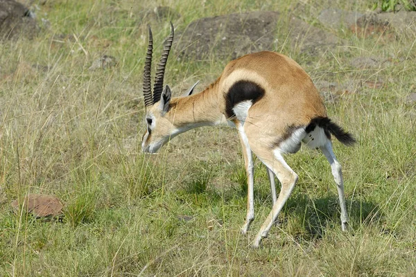 Копытное Животное Природе Savannah Gazelle — стоковое фото