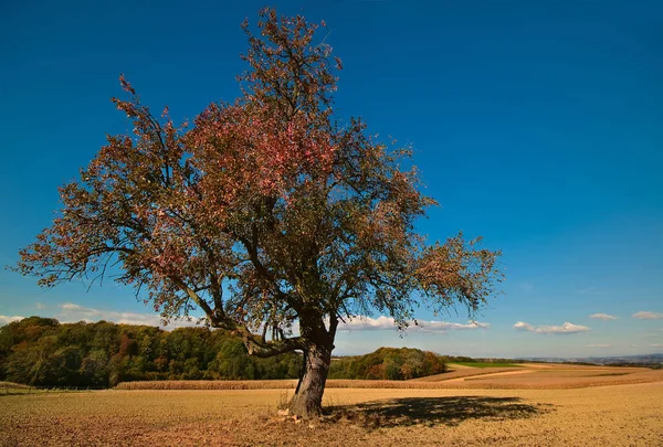 Друге Дерево Цього Чудового Жовтневого Дня Довго Міг Вирішити Повинен — стокове фото
