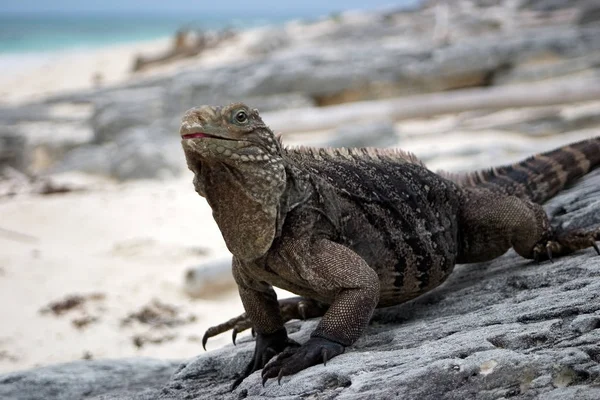 Lagarto Iguana Reptil — Foto de Stock