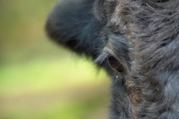 Wildszene Schöne Natur — Stockfoto