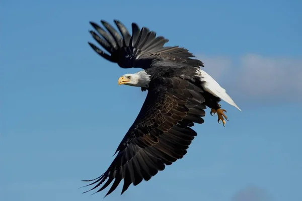 Γραφική Θέα Μεγαλοπρεπή Φαλακρός Αετός Στην Άγρια Φύση — Φωτογραφία Αρχείου