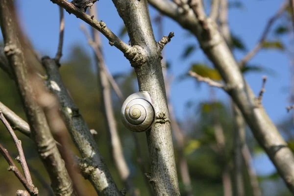 Slow Snail Slimy Animal — Stock Photo, Image