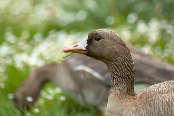 Scenic View Goose Bird Nature — Stock Photo, Image