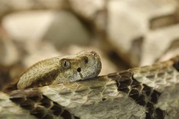 Мальовничий Вид Величну Небезпечну Змію — стокове фото