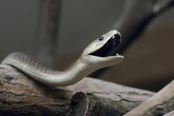 Wąż Świat Zwierząt Skóra Węża — Zdjęcie stockowe