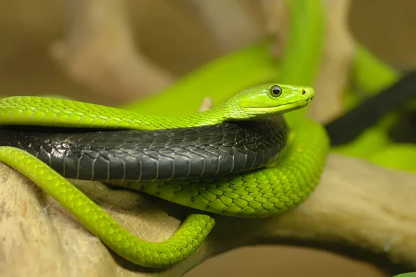 Mamba Verte Reptile Serpent Vert — Photo