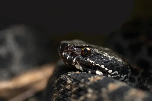 Vista Panorâmica Serpente Perigosa Majestosa — Fotografia de Stock