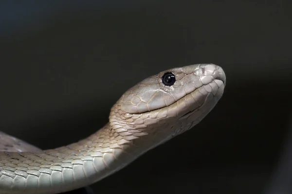 ヘビの爬虫類動物界 — ストック写真