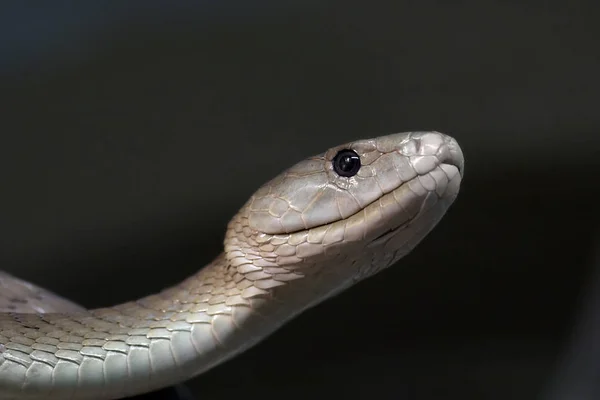 Réptil Cobra Mundo Animal — Fotografia de Stock