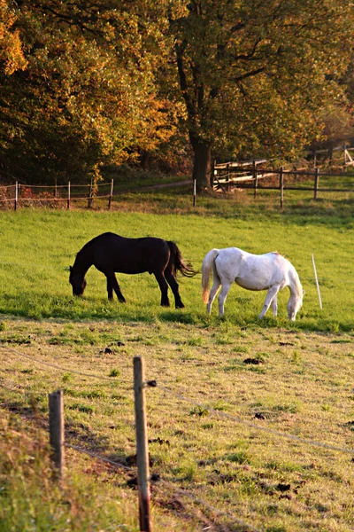 Chevaux Extérieur Jour — Photo