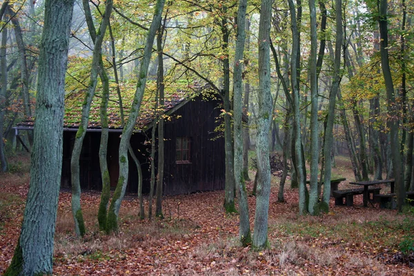 Hütte Wald — Stockfoto