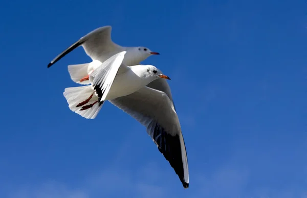 Vista Hermoso Pájaro Naturaleza — Foto de Stock