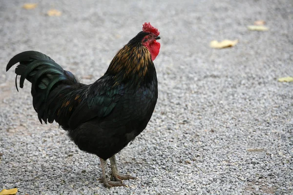 Schilderachtig Uitzicht Prachtige Vogel Natuur — Stockfoto