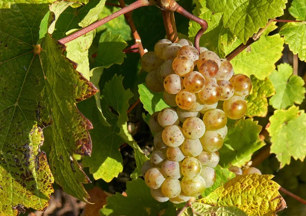 Weinrebe Ländlicher Weinberg Traubenkonzept — Stockfoto