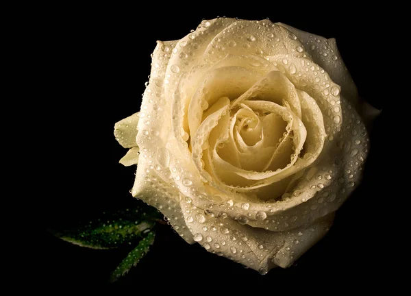 Bílá Krása Růže Kapkami Vody — Stock fotografie