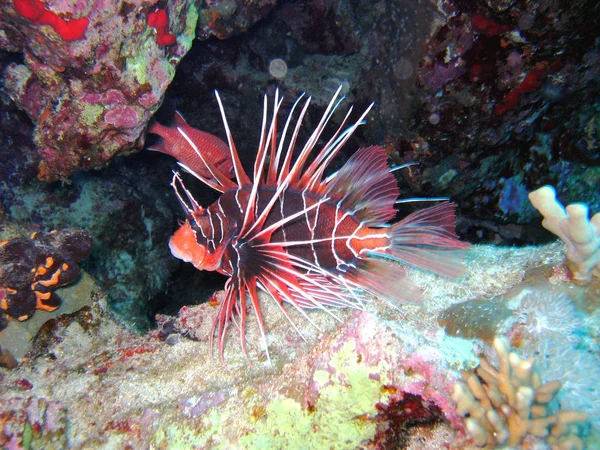 Underwater Marine Life Aquatic World — Stock Photo, Image