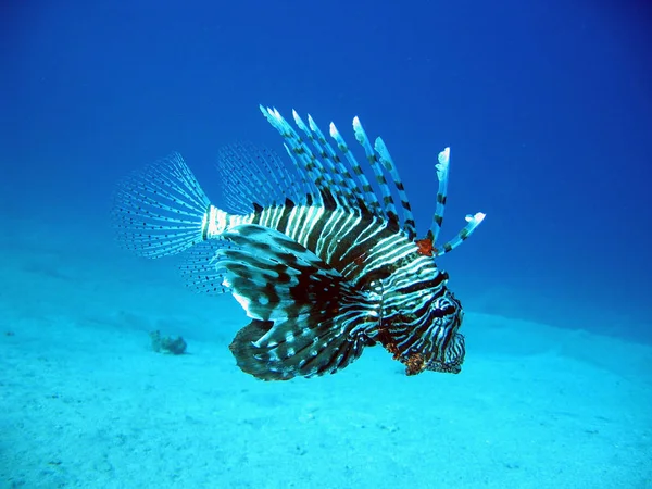 Lionfish Azul Profundo Océano Sol Los Peces — Foto de Stock