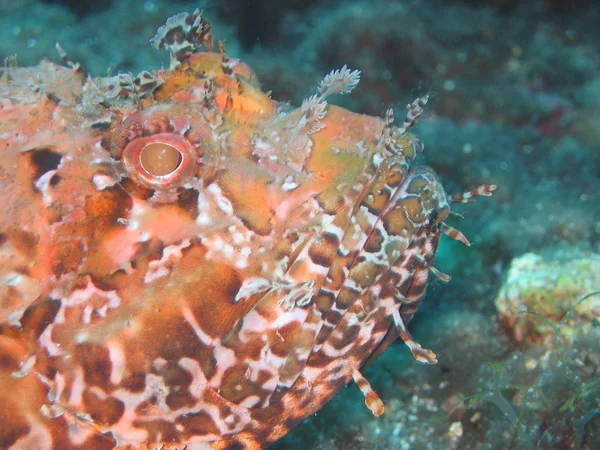 Carta Parati Tema Marino Colpo Subacqueo — Foto Stock