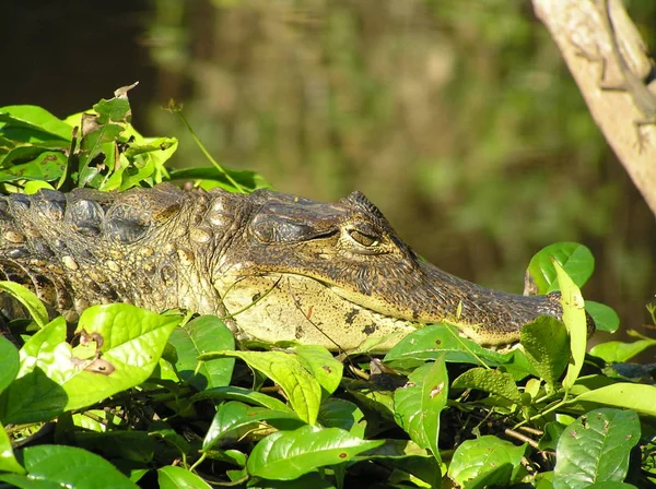 Crocodilo Jacaré Carnívoro Animal — Fotografia de Stock