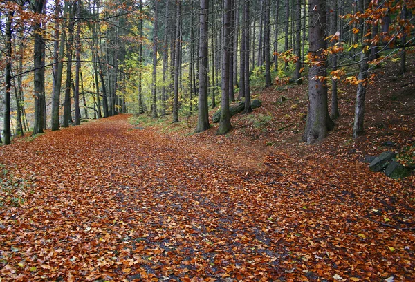 Las Bukowy Jesienią — Zdjęcie stockowe