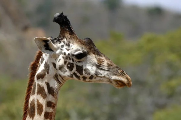 Giraffe Afrikanisches Pflanzenfressendes Säugetier — Stockfoto