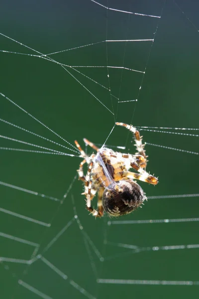 Örümcek Böceği Ürkünç Hayvan — Stok fotoğraf