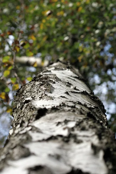 Prachtig Uitzicht Natuur Scene — Stockfoto