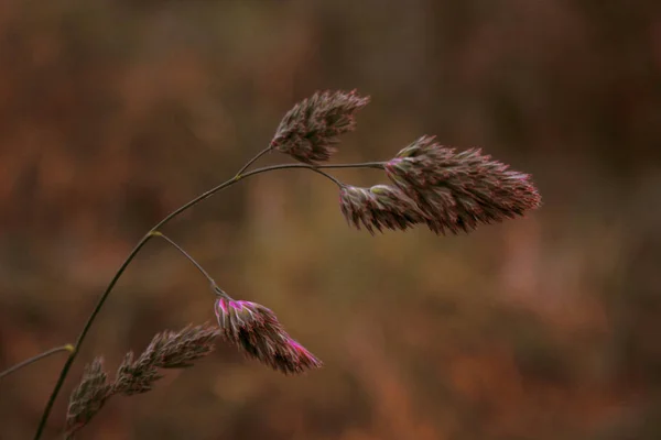 畑の乾いた草は — ストック写真