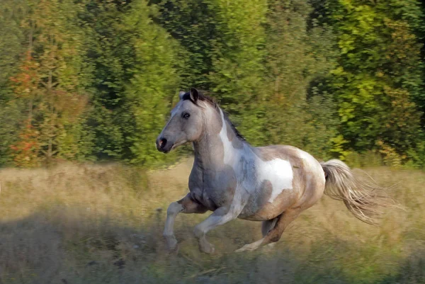 Söt Häst Vild Natur — Stockfoto