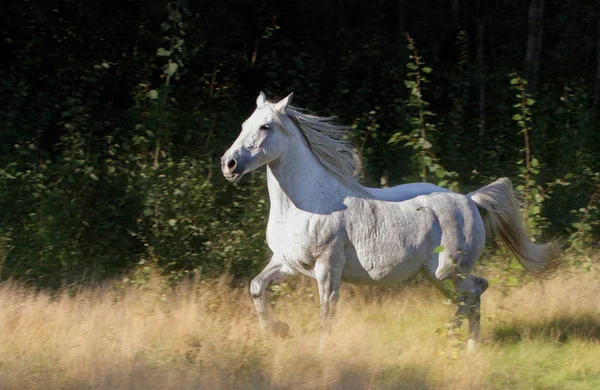 一匹白马在田里奔跑 — 图库照片