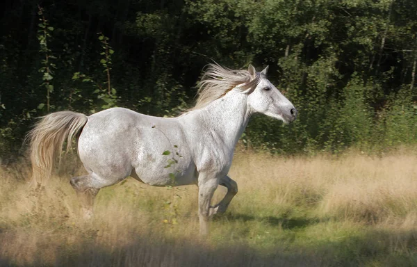 Cheval Blanc Dans Champ — Photo