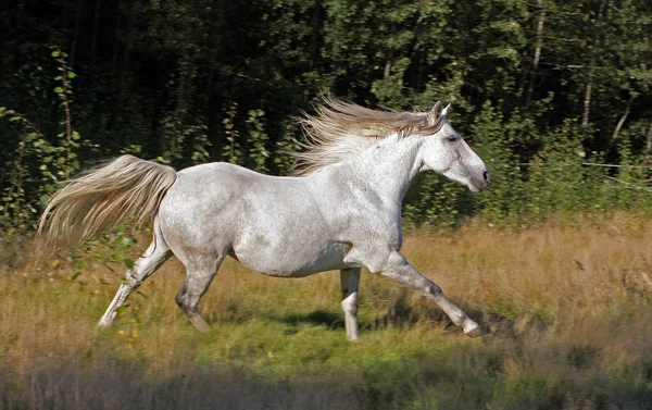 Pferd Auf Dem Feld — Stockfoto