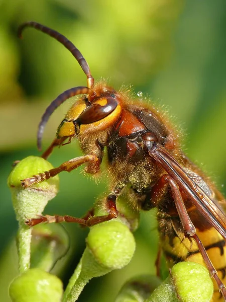 Närbild Insekter Vild Natur — Stockfoto