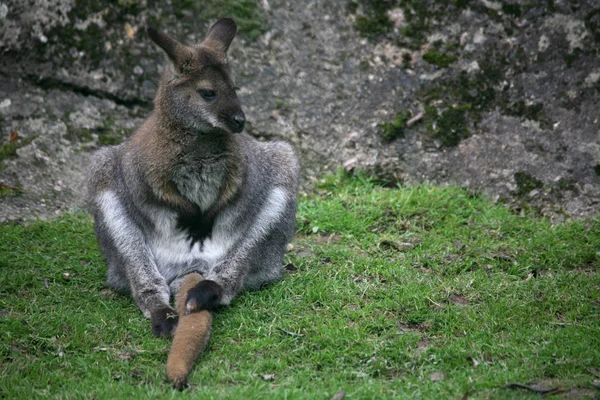 귀여운 캥거루 오스트레일리아 포유류 — 스톡 사진