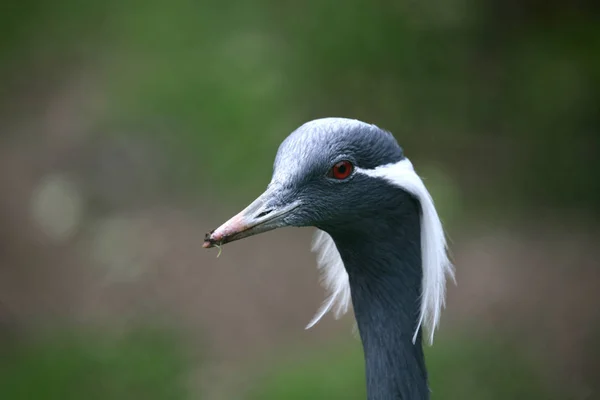 Scenic View Beautiful Crane Bird — Stock Photo, Image