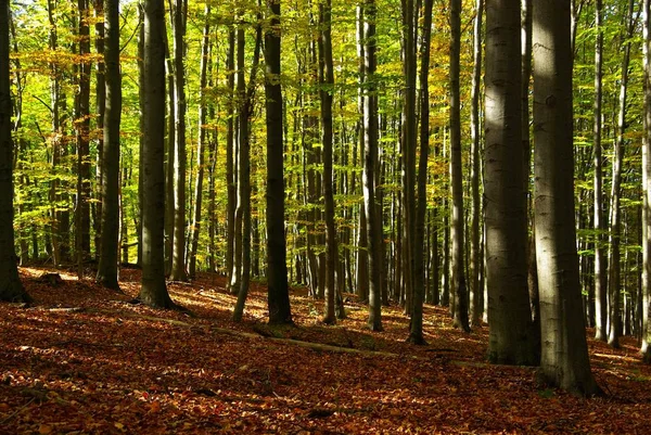 Bela Floresta Outono Pela Manhã — Fotografia de Stock